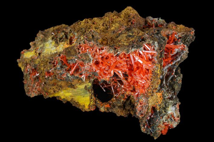 Bright Orange Crocoite Crystal Cluster - Tasmania #117606